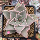 Echeveria 'Madiba' 3" Succulent Plant