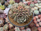 Echeveria 'Ben Badis' Cluster 4"-5" Succulent Plant