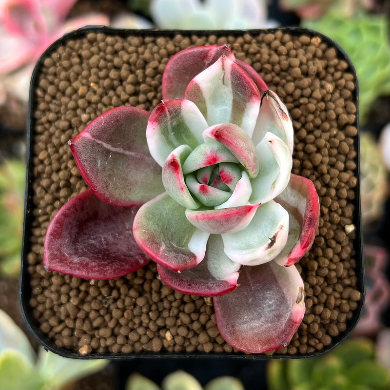 Echeveria Agavoides 'Star Boss' 2" Succulent Plant