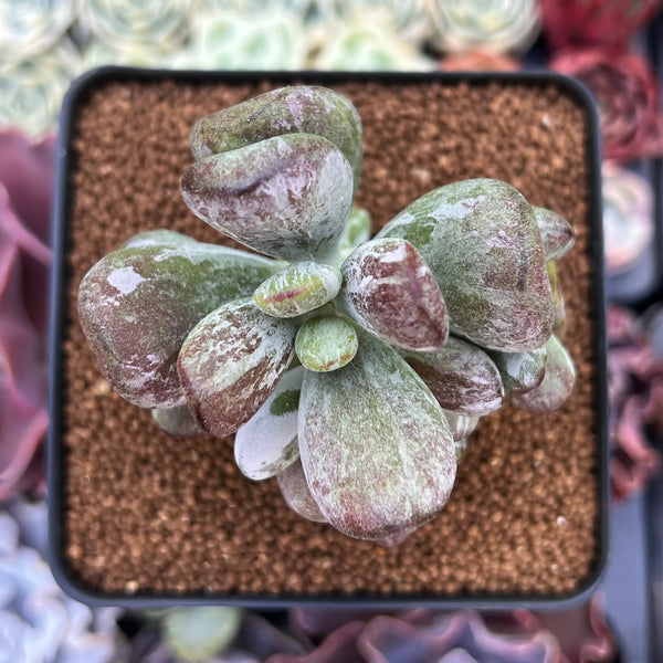 Cotyleydon Orbiculata Var. 'Hoppi' Variegated 3" Succulent Plant