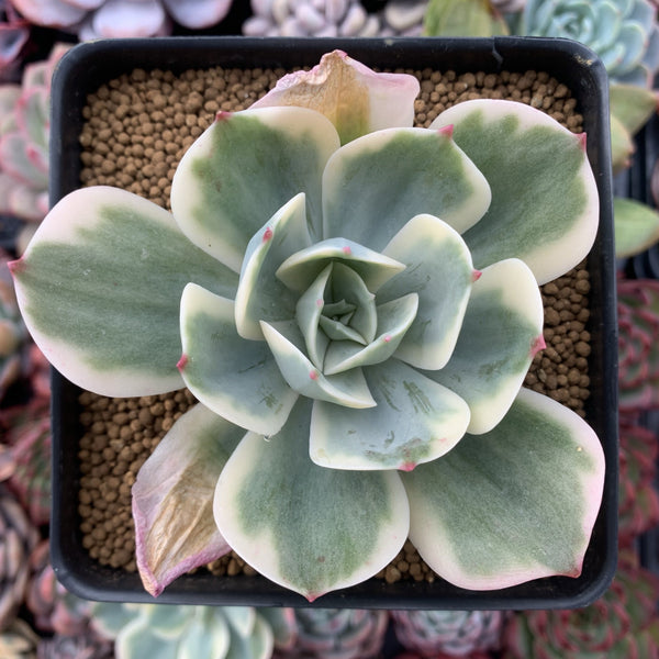 Echeveria 'Secunda' Variegated 3" Succulent Plant