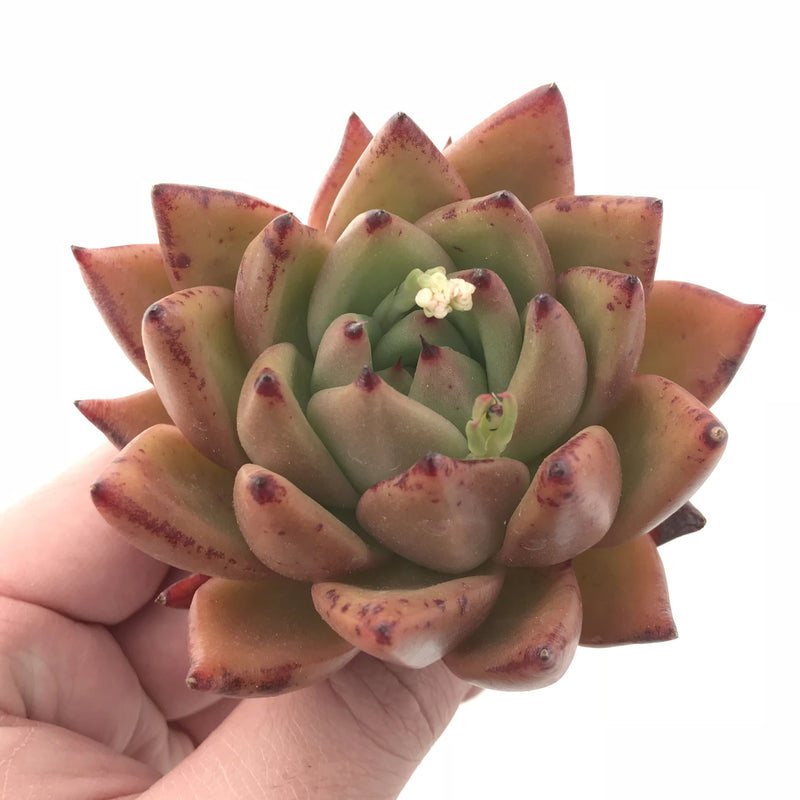 Echeveria Agavoides Maria Hybrid 3” Rare Succulent Plant