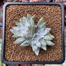 Dudleya 'White Greenii' 1"-2" Cluster Succulent Plant