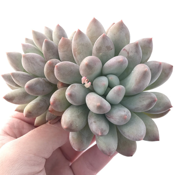 Echeveria 'Venus' 4"-5" Cluster Powdery Succulent Plant