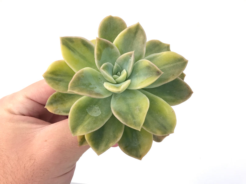 Graptoveria 'Harry Watson' Variegated 4" Succulent Plant