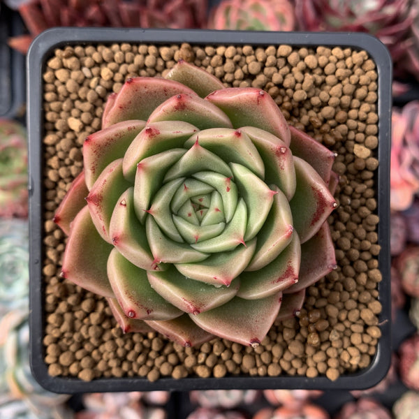 Echeveria Agavoides 'Spicy' 2"-3" Succulent Plant