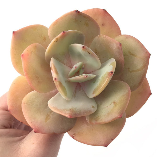 Echeveria 'Hakuhou' 4"-5" Large Chunky Succulent Plant