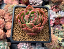 Echeveria Agavoides 'Jillian' Variegated 2" Succulent Plant