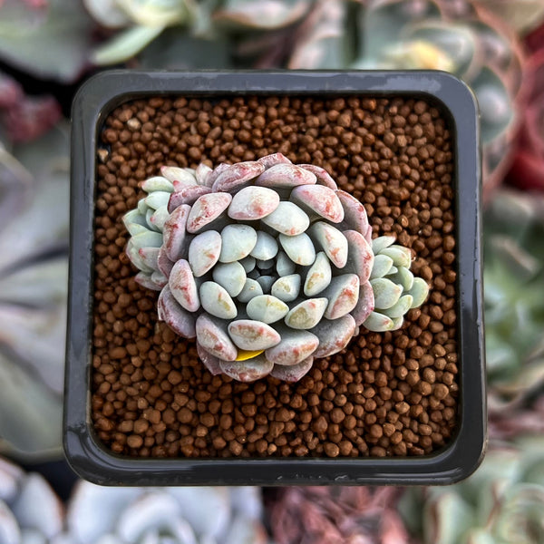 Echeveria 'Amoena' 1" Cluster Succulent Plant