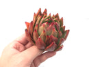 Echeveria Agavoides ‘Helia' 4” Rare Succulent Plant