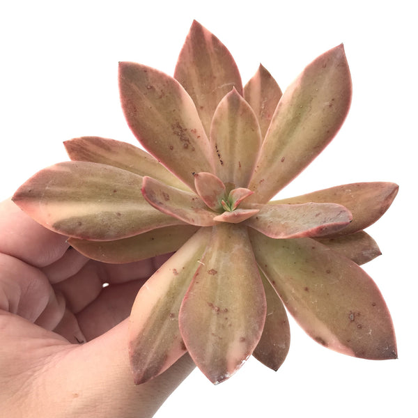 Echeveria 'Hanaikada' Variegated 3"-4" Succulent Plant