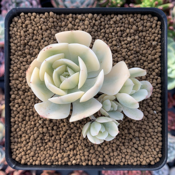 Echeveria Runyonii Variegated (Aka Echeveria 'Akaihosi' Variegated) 2"-3" Cluster Succulent Plant