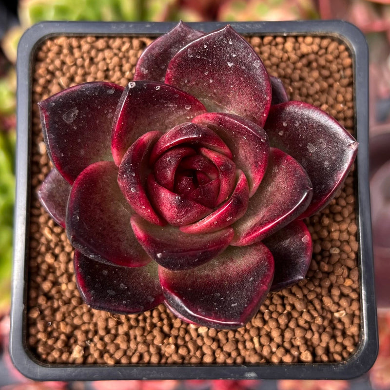 Echeveria 'Adrian' New Hybrid 2"-3" Succulent Plant