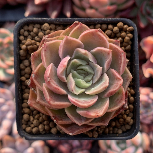 Echeveria 'Mohican' 1"-2" Succulent Plant