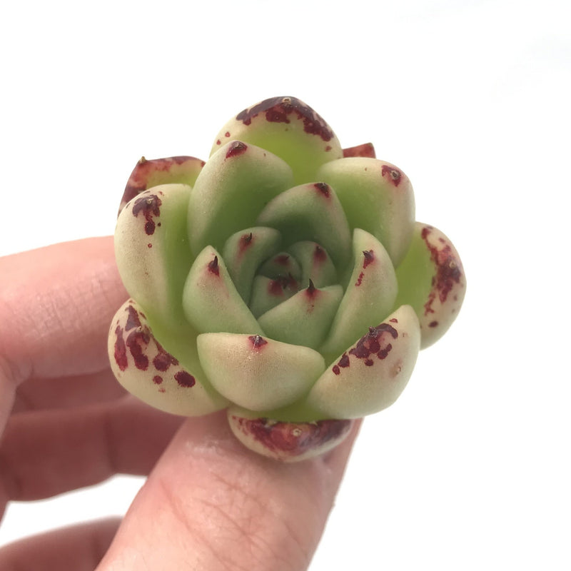 Echeveria Agavoides sp. Small 1" Succulent Plant