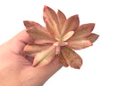 Echeveria 'Hanaikada' Variegated 4" Rare Succulent Plant