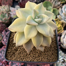 Graptopetalum 'Paraguayense' Variegated 4" Succulent Plant