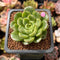 Echeveria sp. Lightly Variegated 1" Succulent Plant