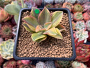 Graptoveria 'Fred Ives' Variegated 3" Succulent Plant