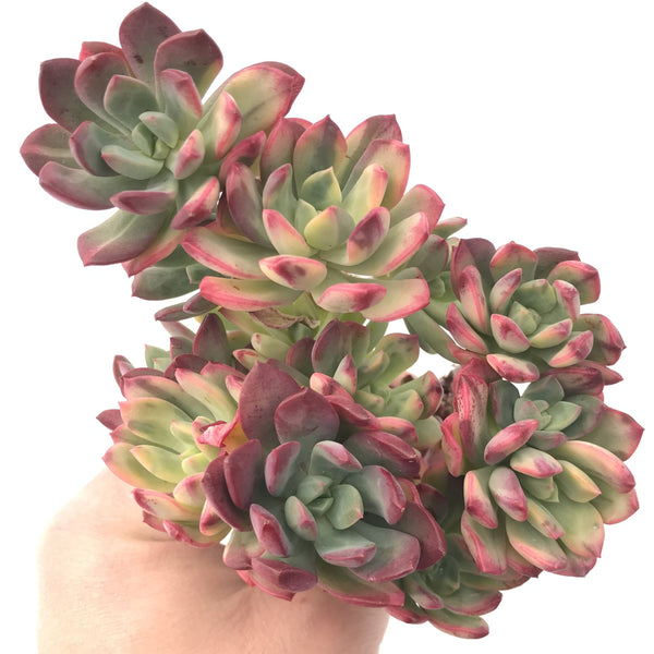 Echeveria ‘Minibelle’ Variegated Large Cluster 5” Rare Succulent Plant