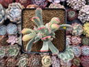 Cotyledon 'Orbiculata' Variegated 4" Succulent Plant