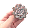 Echeveria 'Hosikage' 2"-3" Powdery Succulent Plant