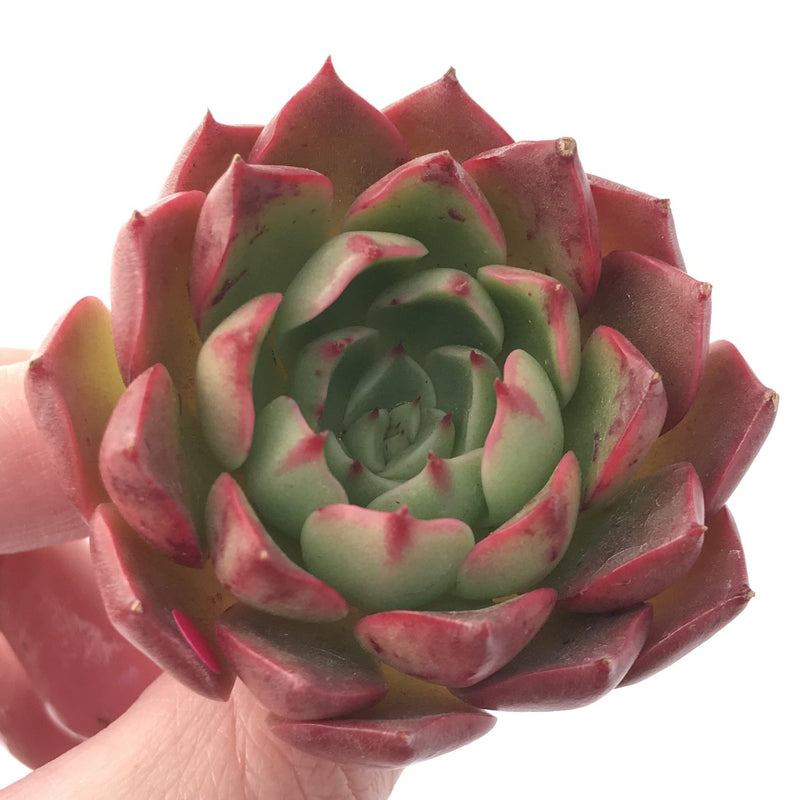 Echeveria 'Hailey' New Hybrid 2" Succulent Plant