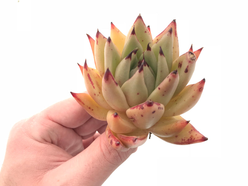 Echeveria Agavoides Royal 3” Rare Succulent Plant