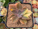 Graptoveria 'Fred Ives' Variegated 3" Succulent Plant