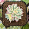 Echeveria 'Mebina' Variegated 1" Succulent Plant