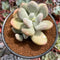 Pachyphytum 'Bracteosum' 4" Succulent Plant