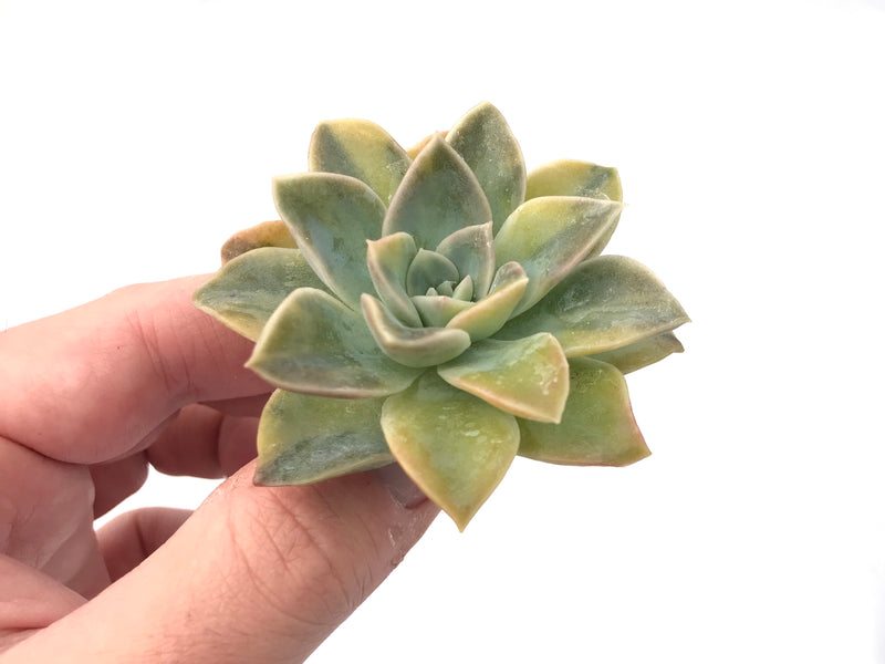 Echeveria 'Harry Watson' Variegated 2” Rare Succulent Plant