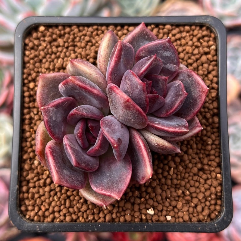 Echeveria 'Adrian' 2" New Hybrid Succulent Plant