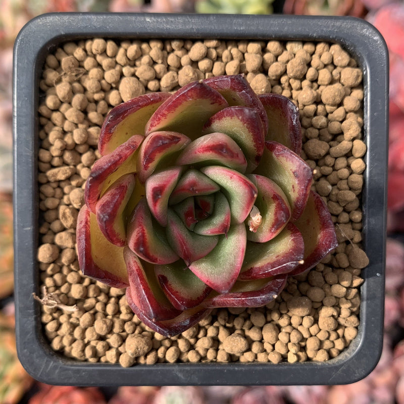 Echeveria Agavoides 'Toby' 1" Succulent Plant