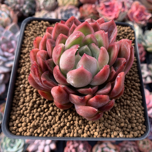 Echeveria sp. 4" Succulent Plant