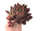 Echeveria Agavoides 'Prolifera' Hybrid Large 8" Succulent Plant