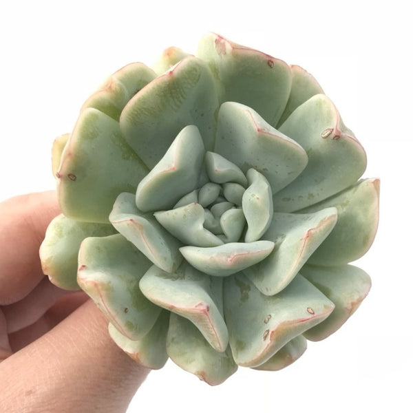 Echeveria ‘Yusuke’ 2”-3” Powdery Hybrid Rare Succulent Plant