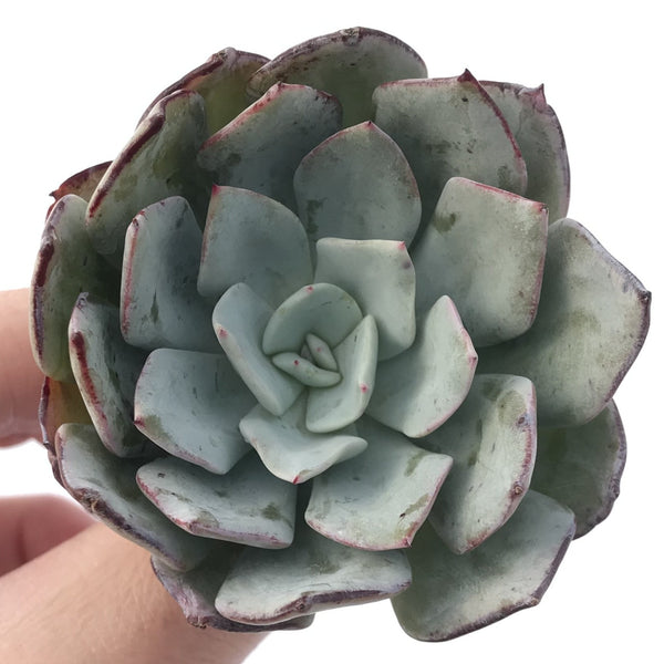 Echeveria 'Milkis' 2" Powdery Succulent Plant