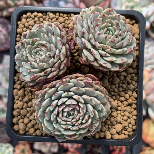 Echeveria 'Tuxpan' 3" Cluster Succulent Plant