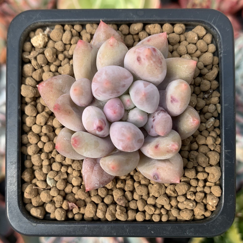 Pachyveria 'Angels Finger' 1" Succulent Plant