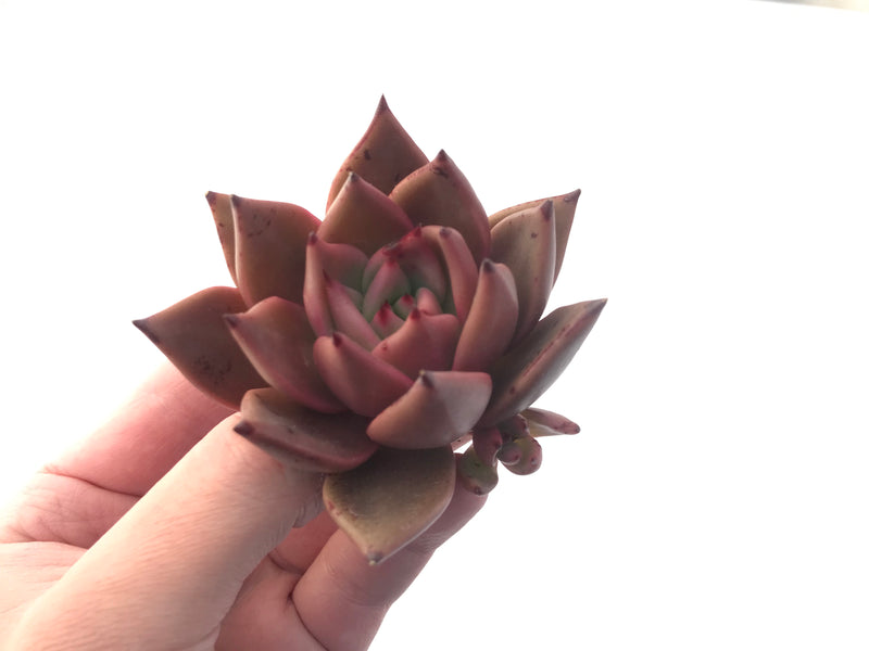 Echeveria Agavoides 'Red Ebony' 4" Succulent Plant