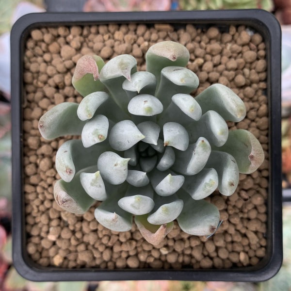 Dudleya 'Sony Queen' 1"-2" New Hybrid Succulent Plant