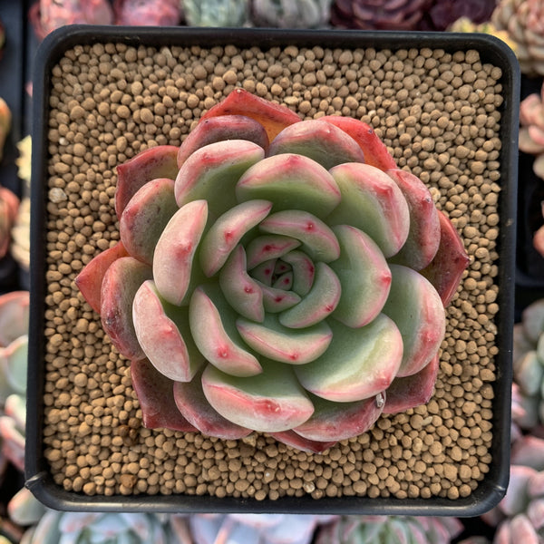 Echeveria Agavoides 'Glam Pink' 3" Succulent Plant