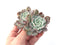 Echeveria 'Raffine' Cluster 3" Powdery Succulent Plant