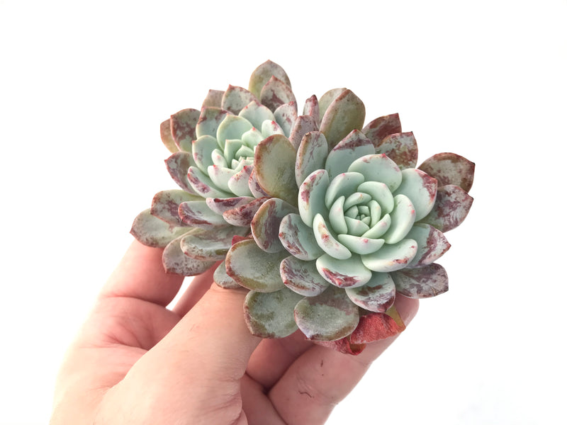 Echeveria 'Raffine' Cluster 3" Powdery Succulent Plant