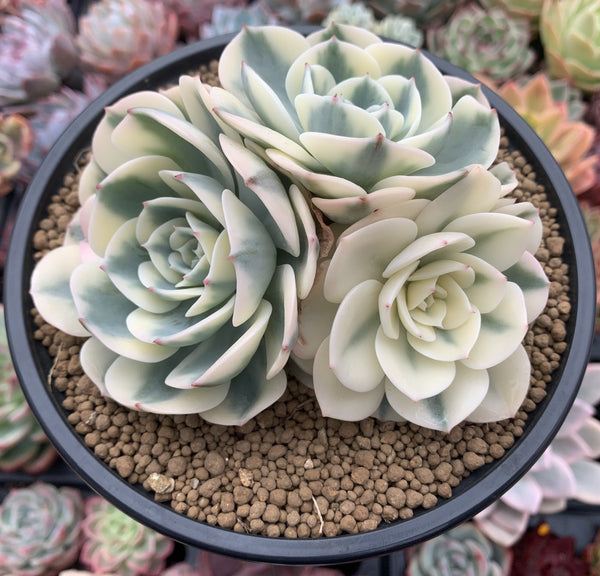 Echeveria 'Compton Carousel' Variegated 5" Large Cluster Succulent Plant