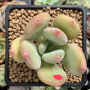 Pachyphytum 'Doctor Cornelius' 2" Succulent Plant