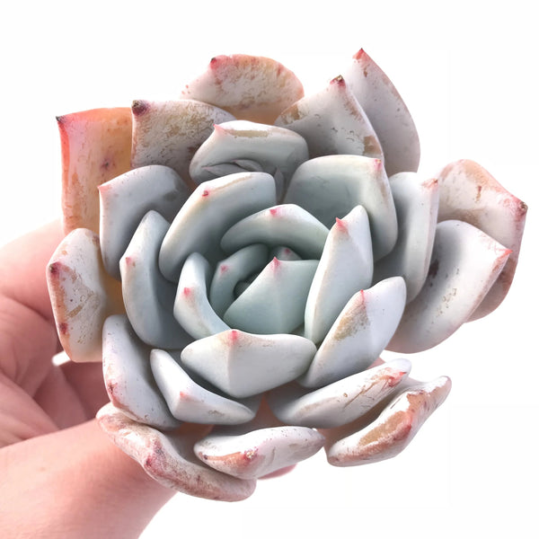 Echeveria Mexican Giant 4” Rare Succulent Plant