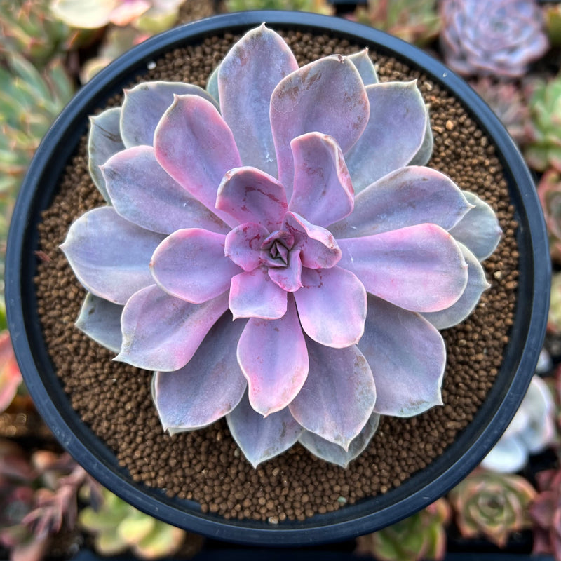 Echeveria 'Perle von Nurnberg' Variegated 3"-4" Succulent Plant