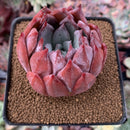 Echeveria 'Colorata Brandtii' 2"-3" Succulent Plant